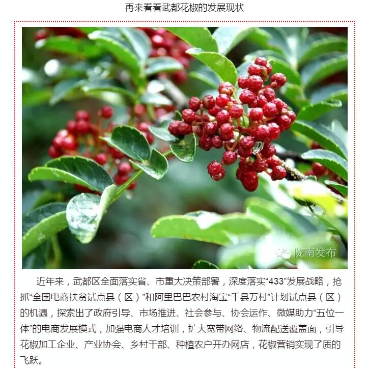 5.28億！一場盛會，武都花椒“火”了